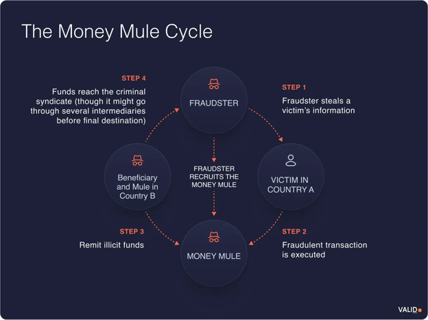 the-money-mule-cycle